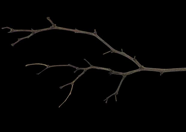 Branch Decoration