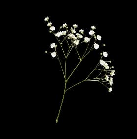 Flower Decoration